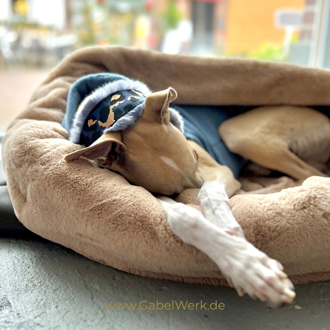 Canis Winter Edition Design