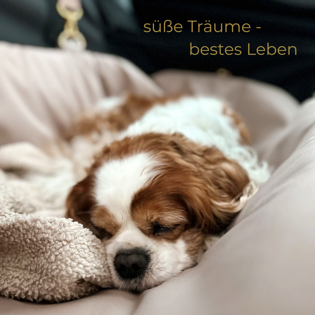 Sempra 2026 exklusiv