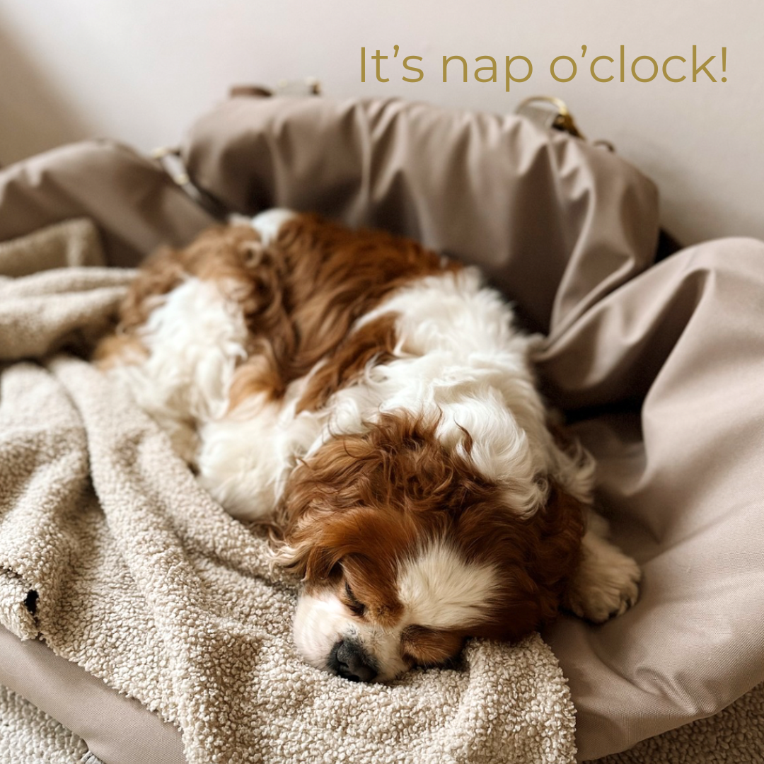 Sempra 2026 exklusiv