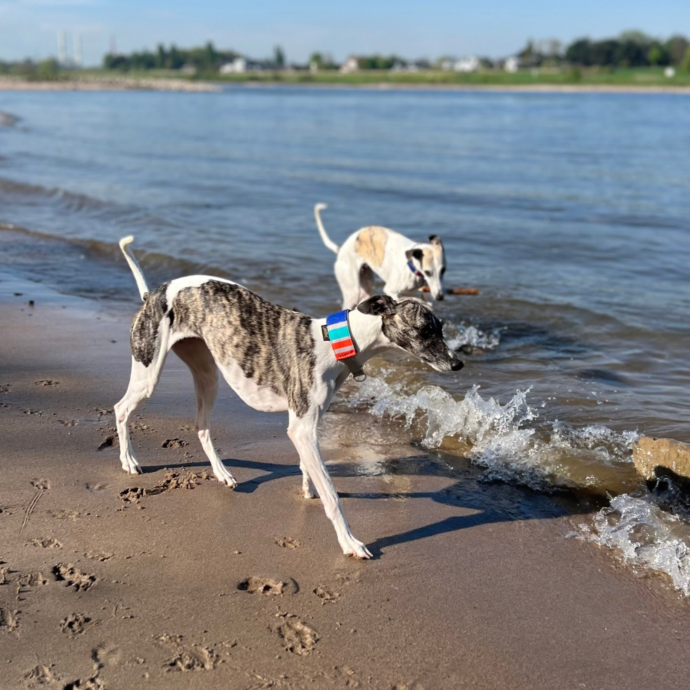 Canis Sommer Stick