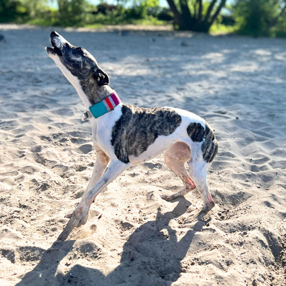 Canis Sommer Outdoor