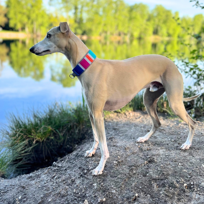 Canis Sommer Outdoor