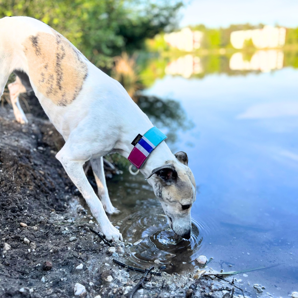 Canis Sommer Outdoor