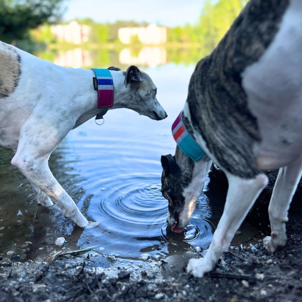 Canis Sommer Outdoor